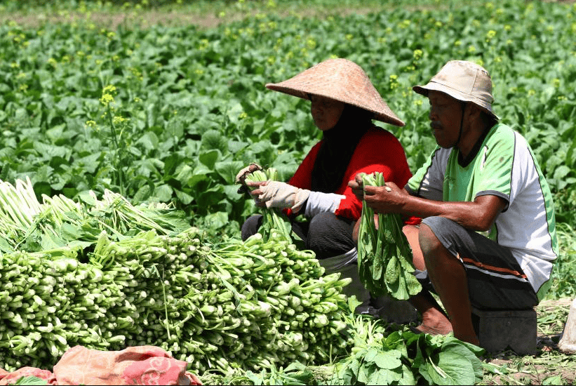 Sayur dari petani